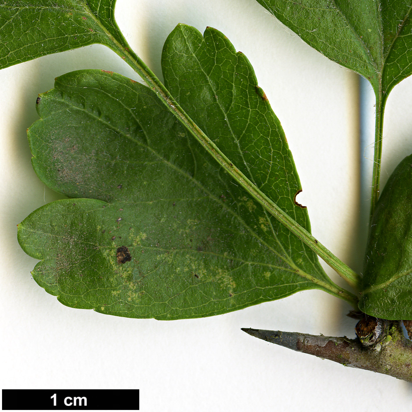 High resolution image: Family: Rosaceae - Genus: Crataegus - Taxon: ×media - SpeciesSub: 'Paul's Scarlet' (C.laevigata × C.monogyna)